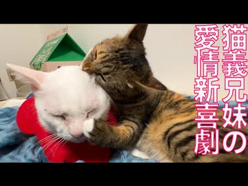 ウチューネコ兄妹、愛情新喜劇を披露する