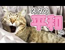 【野良猫】来たの１回だけ…