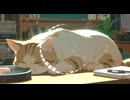 Lo-Fi BGM｜Love that vanished with a fleeting dream｜儚い夢と共に消えた愛