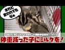 【 #おつモモンガ 】【 #睡眠用 #勉強用 #作業用BGM 】冬を越えたけど体重が減った子にミルクを！冬対策に太らせた子にダイエットを！【2025/02/14】