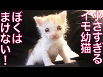280gのミニミニ幼猫、兄子猫にめっちゃ煽られる