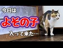 【野良猫】来ませんでしたが…【飼い猫さん】