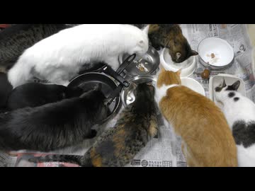 今週のおやつ（本隊）【蒼民家の猫々】