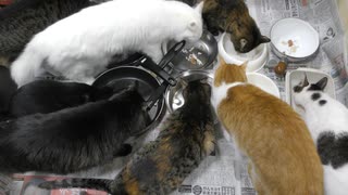 今週のおやつ（本隊）【蒼民家の猫々】