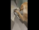 ホモと見る制圧される猫
