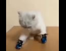 ホモと見るボクシング猫
