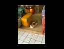 ホモと見るびっくり猫
