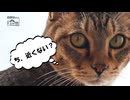 【第323回】庭木？の剪定②と、お散歩帰宅（BANさん）と、カメラテストと、せんねんきゅう