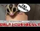 【 #おつモモンガ 】【 #睡眠用 #勉強用 #作業用BGM 】土曜日！油断して寝坊した！それでも部屋んぽはしたいんだ！【2025/02/15】