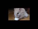 ハムスター飼いました。〜その174〜2025だよ！！2月だよ!!体重測定だよ！！