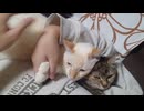 拾いねこ＠生後4576/501日目　顔寄せツキユキ。