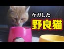 短い動画ですが…【野良猫】