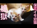 ミニミニ幼猫兄、脱獄する