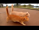 顔を見ると喜んで出てくる仲良し猫コンビがカワイイ