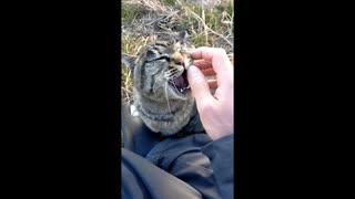 【もふもふ】1年ぶりぐらいに会った野良猫【可愛い】