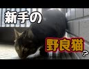 ボス争い？【野良猫】