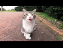 目が合ったら挨拶してくる野良猫