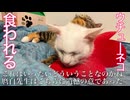 ウチューネコ、食われる