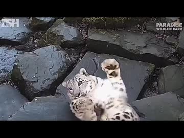 ホモと見る監視カメラにたまげるユキヒョウ