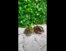ホモと見る餌を奪い合うカエル