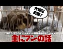 【 #おつモモンガ 】【 #睡眠用 #勉強用 #作業用BGM 】主に糞に関する話！フクロモモンガの飼育・病気・体調管理には大切なんです！【2025/02/16】