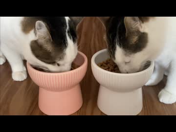 カリカリ2種混ぜご飯