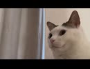 監視ねこ