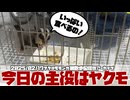 【 #おつモモンガ 】【 #睡眠用 #勉強用 #作業用BGM 】今日の主役はヤクモ！上のケージの赤ちゃんが、めっちゃご飯を食べる！【2025/02/17】