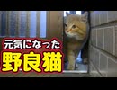 人の心配返せ…【野良猫】