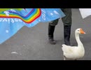 【東武動物公園】賑やかすぎるガーガーウォーキング【シナガチョウ】