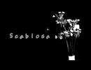 Scabiosa/可不