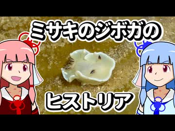 【ウミウシ解説】ミサキのジボガのヒストリア【琴葉姉妹の磯遊び】