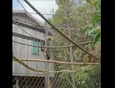 お猿さん達のお散歩
