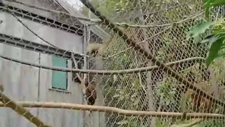 お猿さん達のお散歩