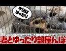 【 #おつモモンガ 】【 #睡眠用 #勉強用 #作業用BGM 】今日は妻とのんびりとしたフクロモモンガ部屋んぽ！妻にフクモモの爪切りをお願いしました【2025/02/18】