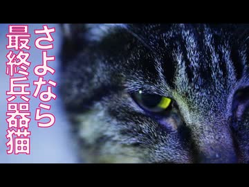 公園の門番猫、ある事を人間に託して姿を消す