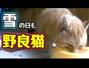 寒波も関係なし！【野良猫】