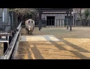 【東武動物公園】迫り来るモラン君【ミナミシロサイ】