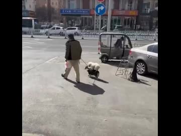 ホモと見る散歩する犬に乗る犬