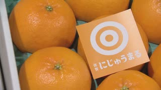 ”プチっとした食感”と”たっぷり果汁”が特徴　ブランドかんきつ「にじゅうまる」　１箱50万円で落札