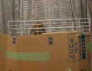 うちのウサギ～もぐら叩き？～