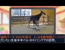 ズーラシアのオカピ親子