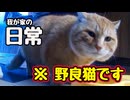知らん間に来てます…【野良猫】
