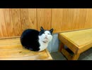 待合室で座っていた猫を撫でると膝の上に乗ってきた