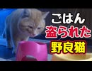 楽しみにしてたのにねぇ【野良猫】