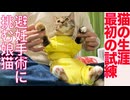 コムギ娘猫、試練の避妊手術準備をする