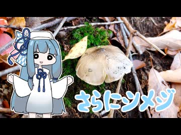 【A.I.VOICEキッチン】採取したキノコを食べる葵ちゃん　晩秋