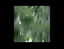 叫ぶ/声は/届く with初音ミク