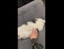 ホモと見るソファーの溝にハマって動けなくなるネコ