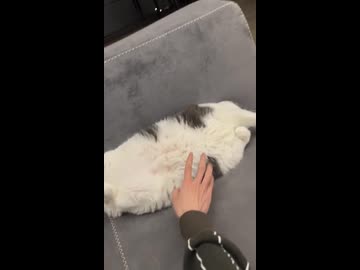 ホモと見るソファーの溝にハマって動けなくなるネコ